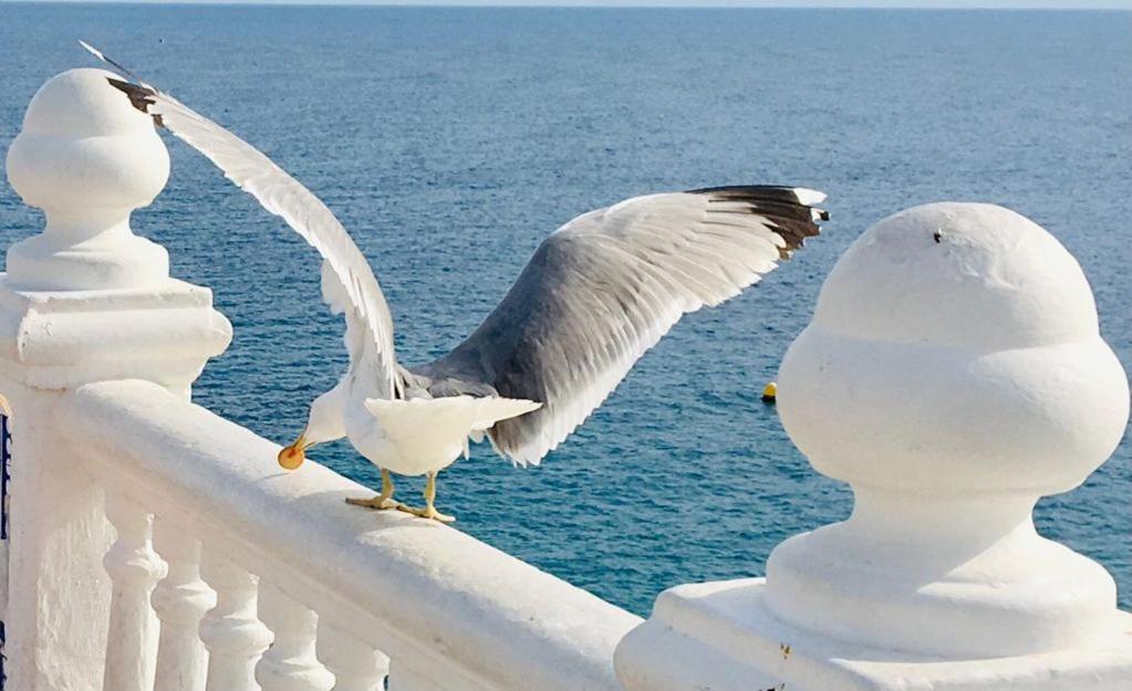 Agua Marina Levante *
