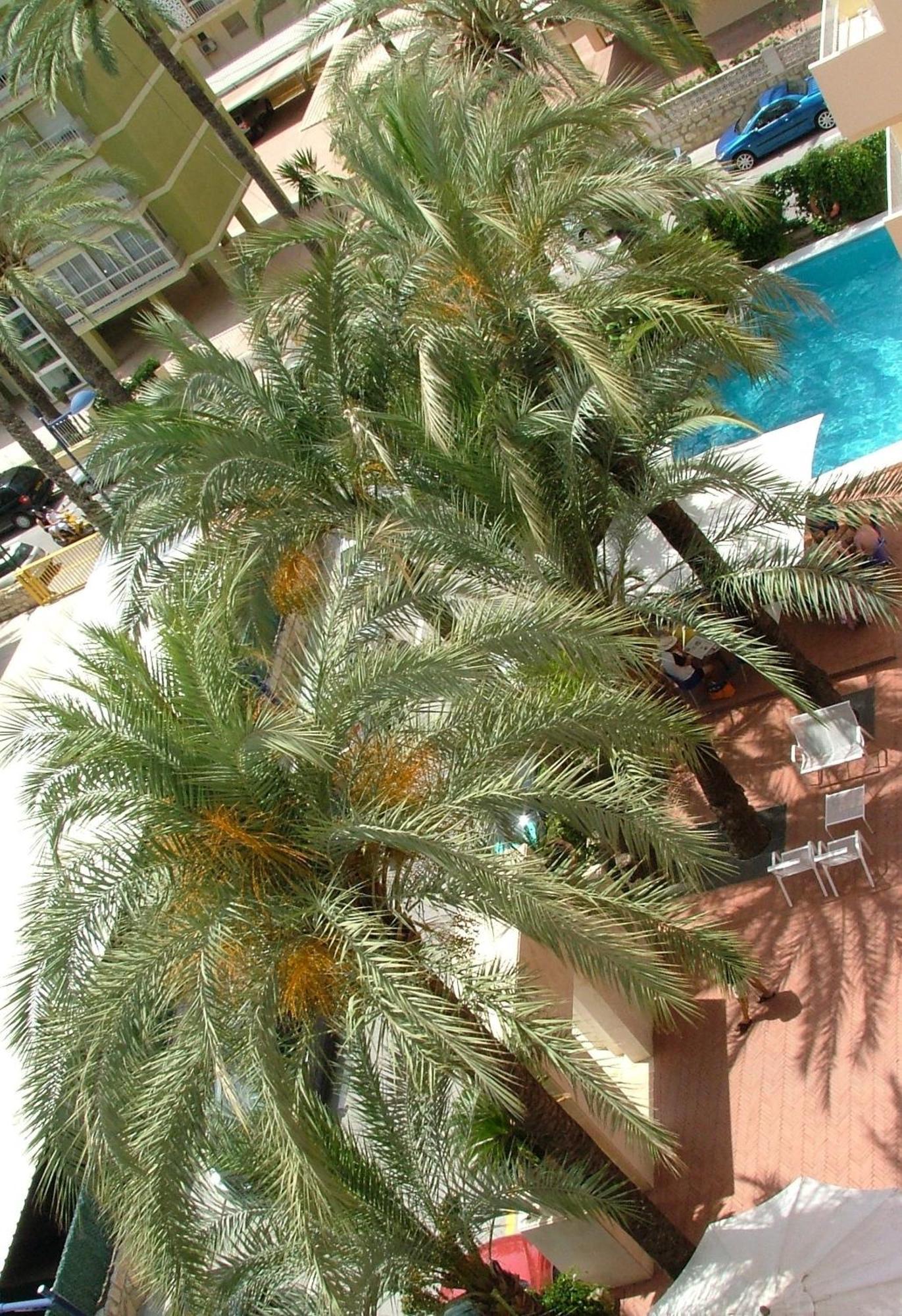Hotel El Palmeral