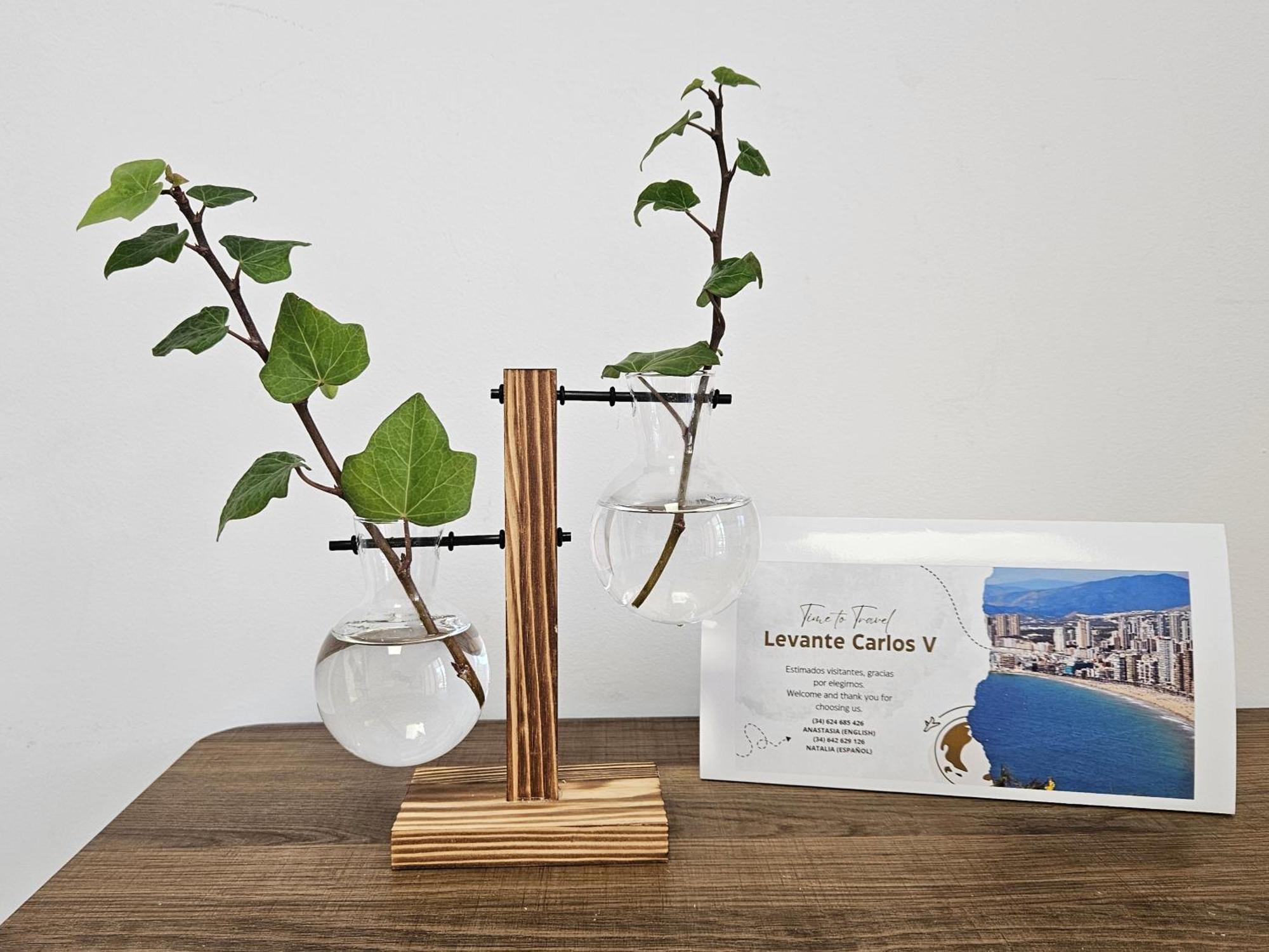 Apartamento Levante Carlos V 1b *