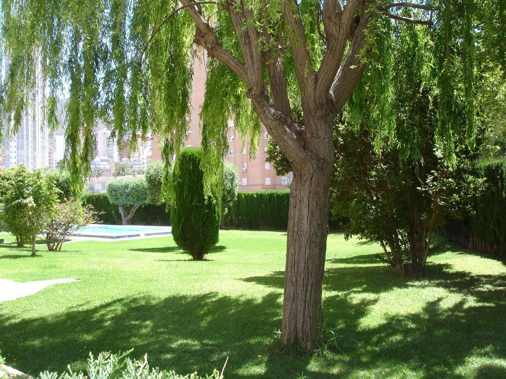 Apartamento Olivos - Benidorm