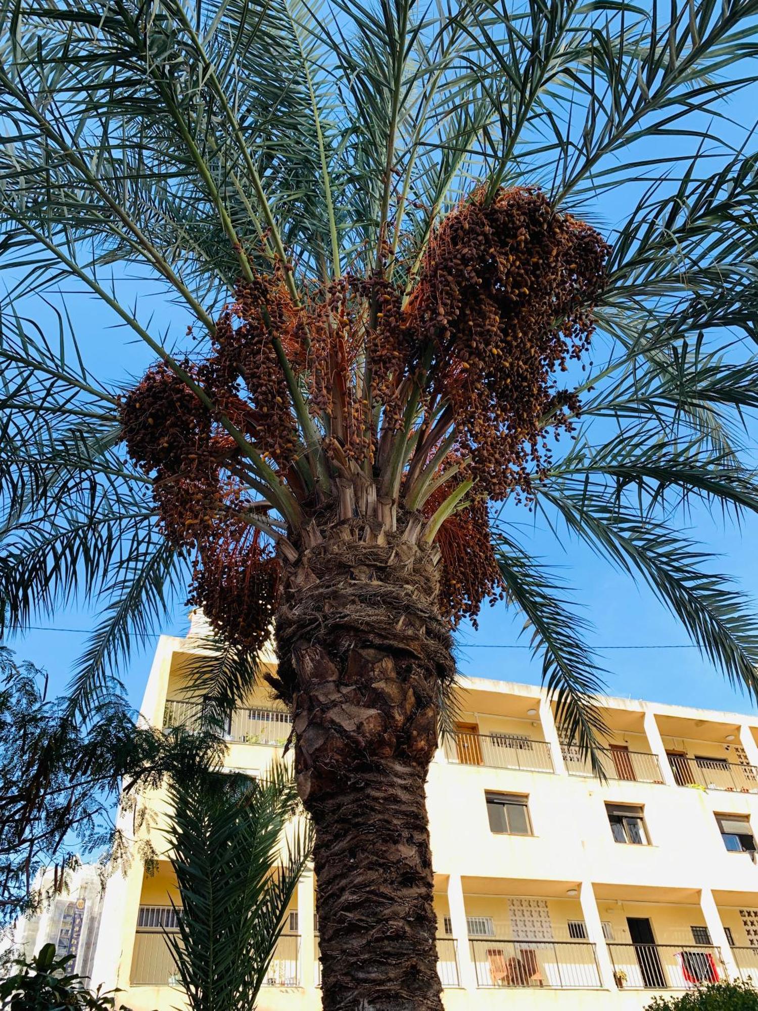 Marabu Apartamento Benidorm